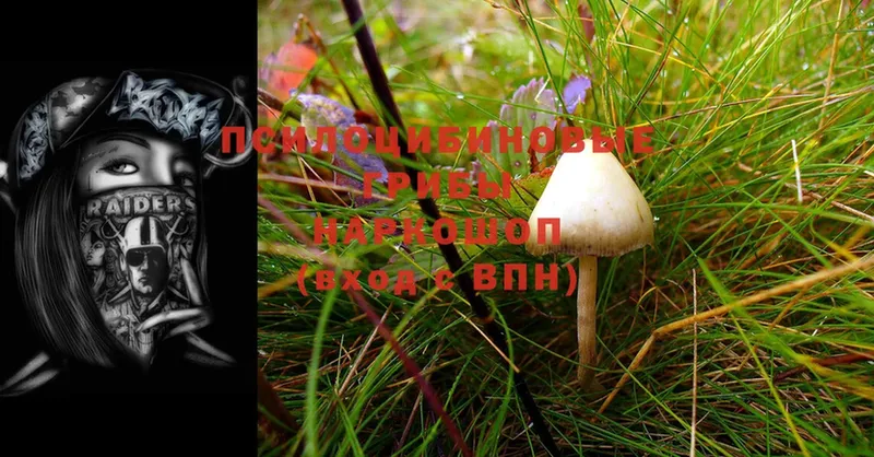 Псилоцибиновые грибы Psilocybine cubensis  Балабаново 